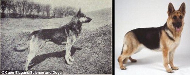 100 years evolution of dogs