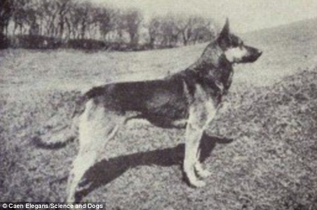 GERMAN SHEPHERD - THEN VS. NOW