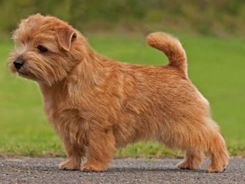 what are non shedding dog breeds