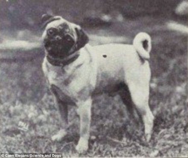 PUG: THEN VS. NOW  - 100 years evolution of dogs