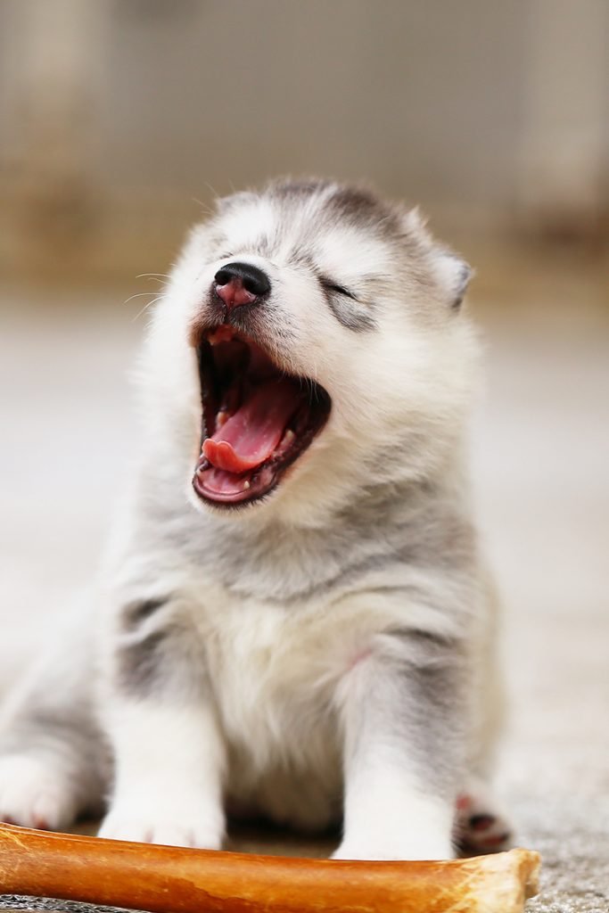 husky puppy yawning