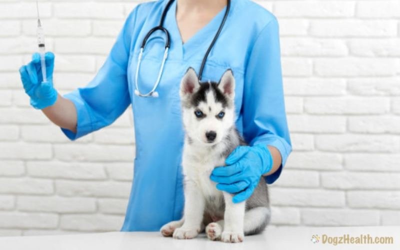 Dog vaccination