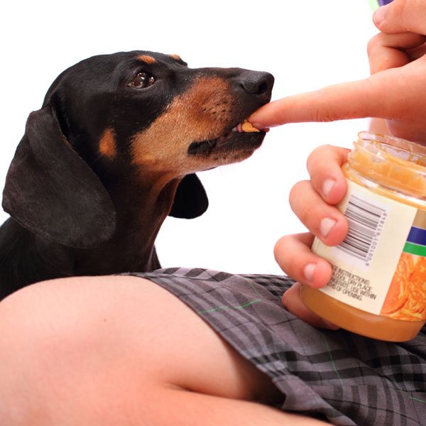 Can dogs eat nuts? Dangerous Foods For Dogs