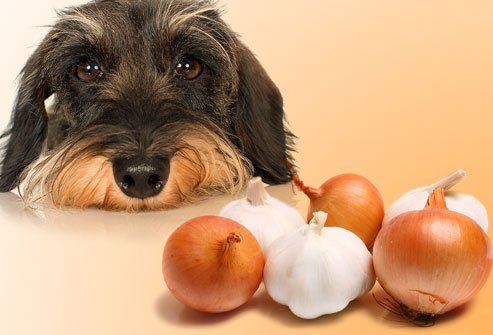 Dog can't eat Onions and Garlic