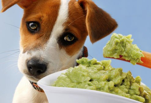 Dangerous foods for dogs