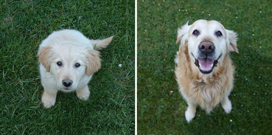 Here are 20 adorable photos of dogs then and now