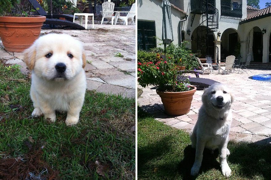 Here are 20 adorable photos of dogs then and now