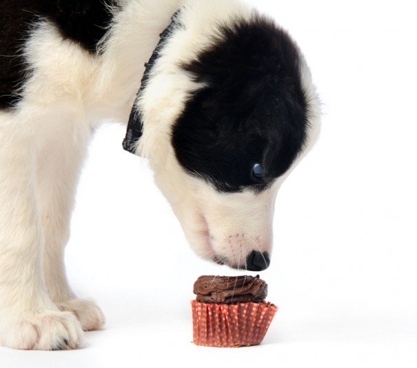 Could eating chocolate kill your dog?