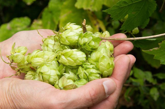 hops make dogs sick - Dangerous Foods For Dogs