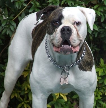 American Bulldog