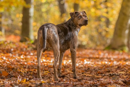 Leopard Dog