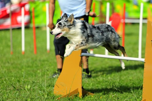 Miniature American Shepherd