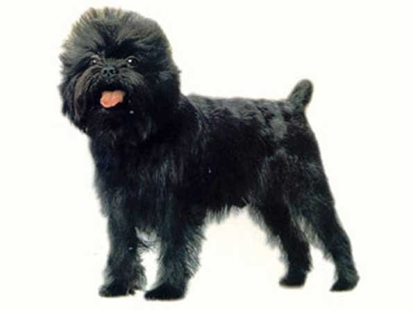 Affenpinscher Puppy