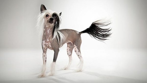 Chinese Crested - Smallest Dog Breeds