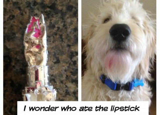 Dogs Who Hilariously Fail At Using Makeup