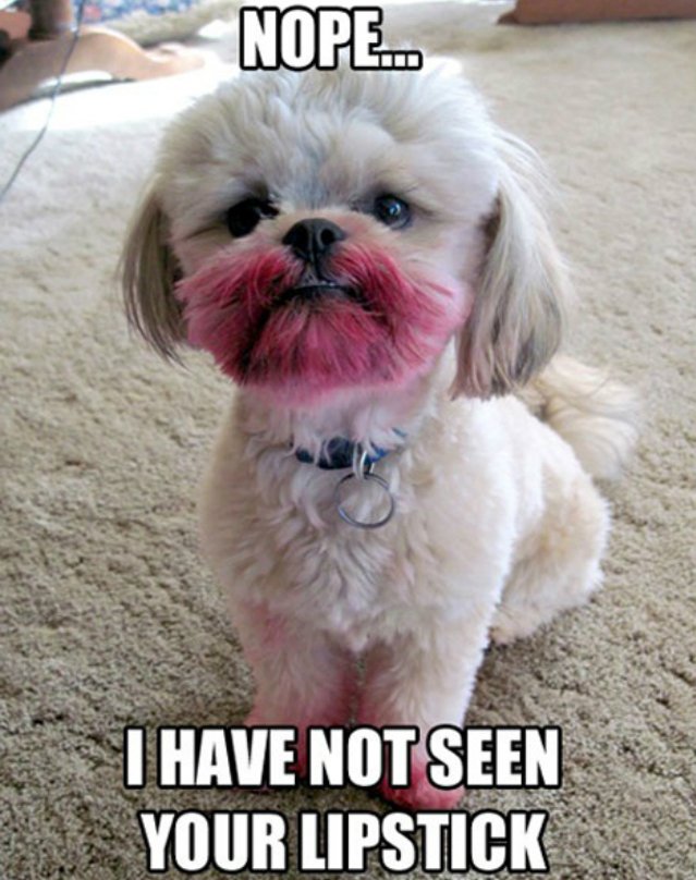 Dogs Who Hilariously Fail At Using Makeup