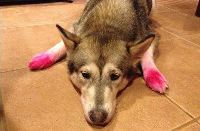 Dogs Who Hilariously Fail At Using Makeup
