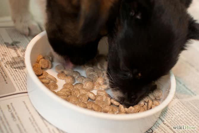 Feed NewBorn Puppies