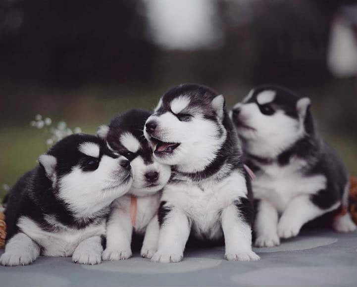 Little Husky Puppies