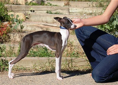 Italian Greyhound Puppy