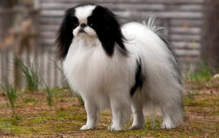 Japanese Chin - Smallest Dog Breeds