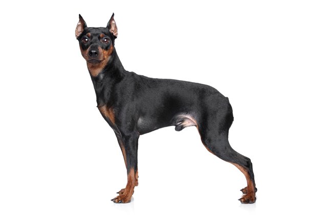 Miniature Pinscher Puppy