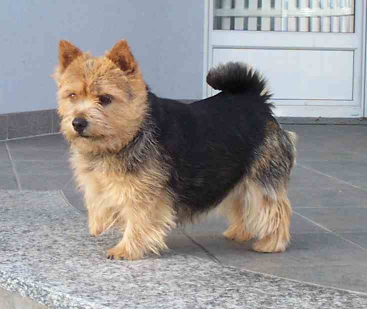 Norwich Terrier Puppy