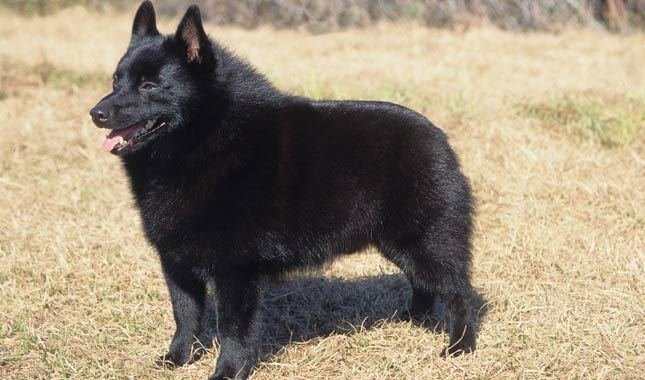 Schipperke Puppy