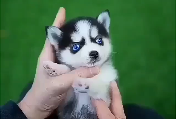smallest husky in the world