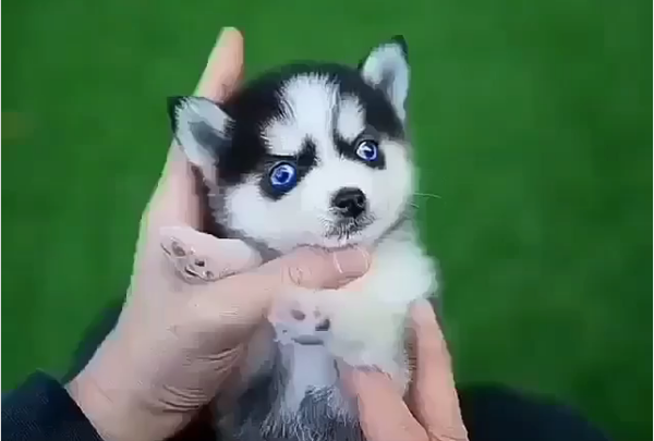 Which Is The Smallest Dog Breed In The World