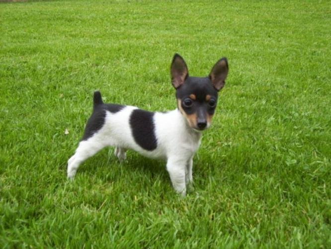 Toy Fox Terrier