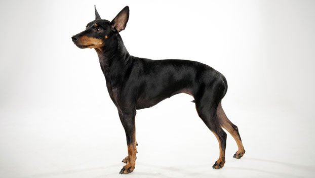 Toy Manchester Terrier