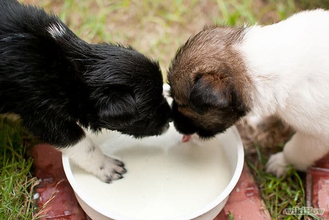 puppies drinking milk