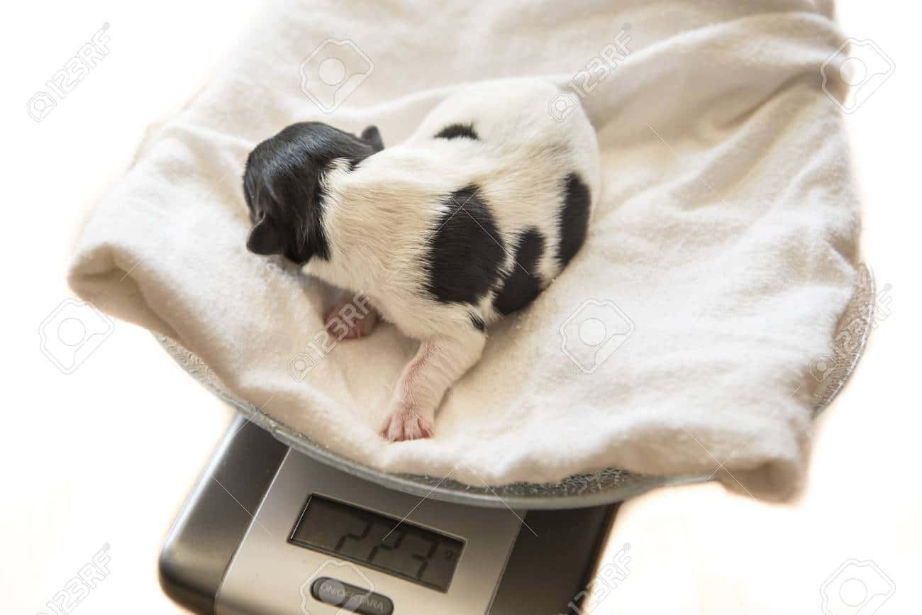 Care for Newborn Puppies - weight the puppy 