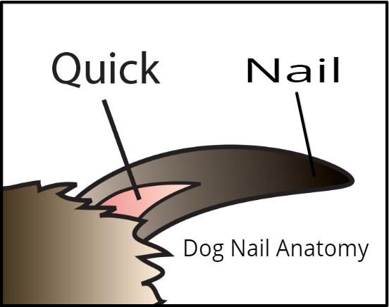 Dog Nail Anatomy
