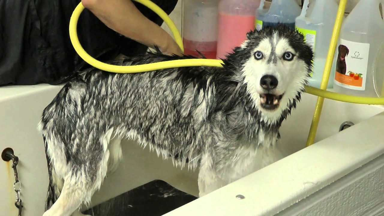 Husky Shower - keep your Husky dog Clean