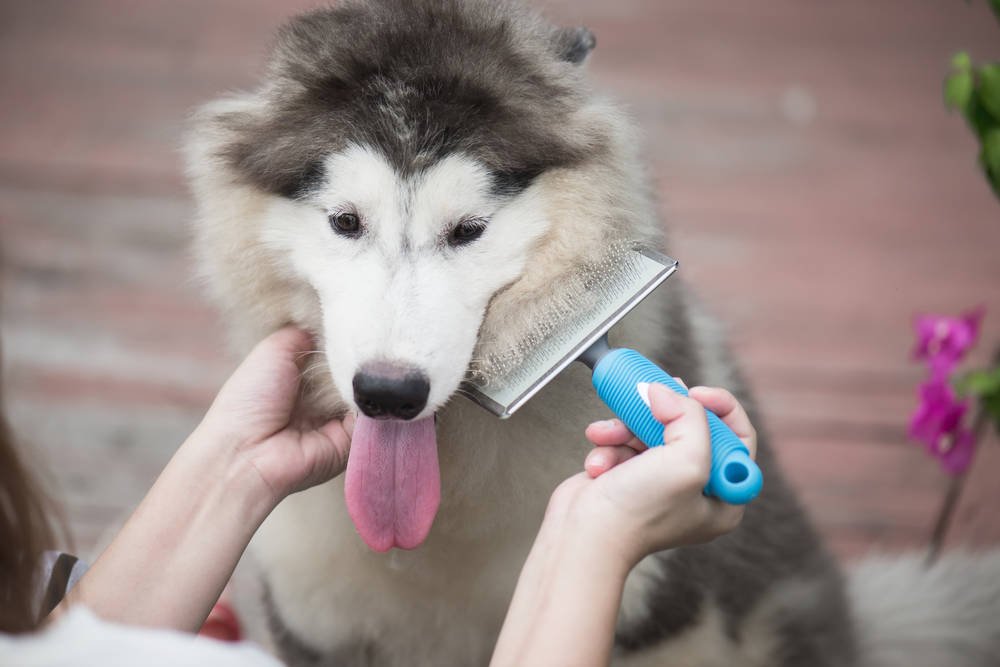 the best brush for a husky - keep your Husky dog Clean