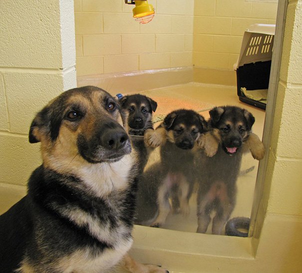 mother and puppies