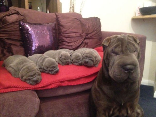 mother and puppies