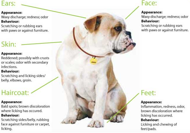 How to Know If Your Dog Is Too Fat?