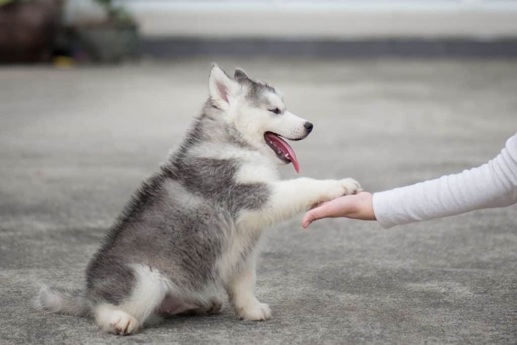 husky dog temperament