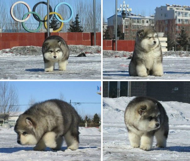 what are chubby puppies