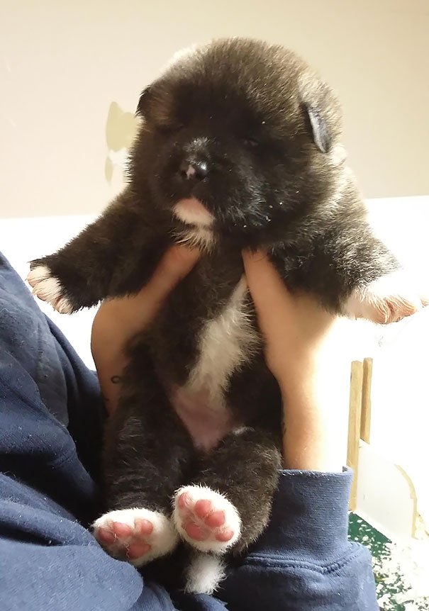 American Akita chubby Puppy