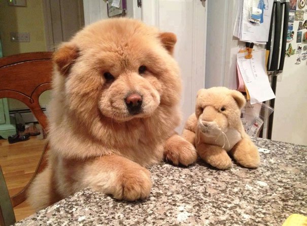 Chow Chow fluffy Puppy