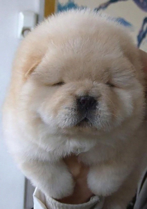 Chow Chow Puppy