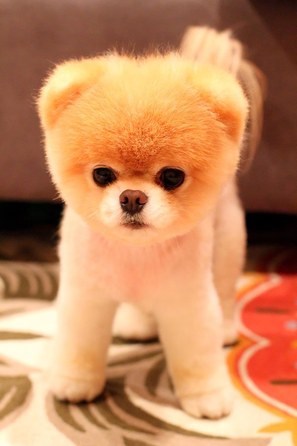 Chubby Pomeranian