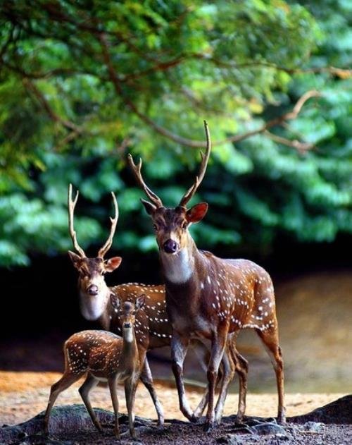 Animal Family Pictures - DEER FAMILY