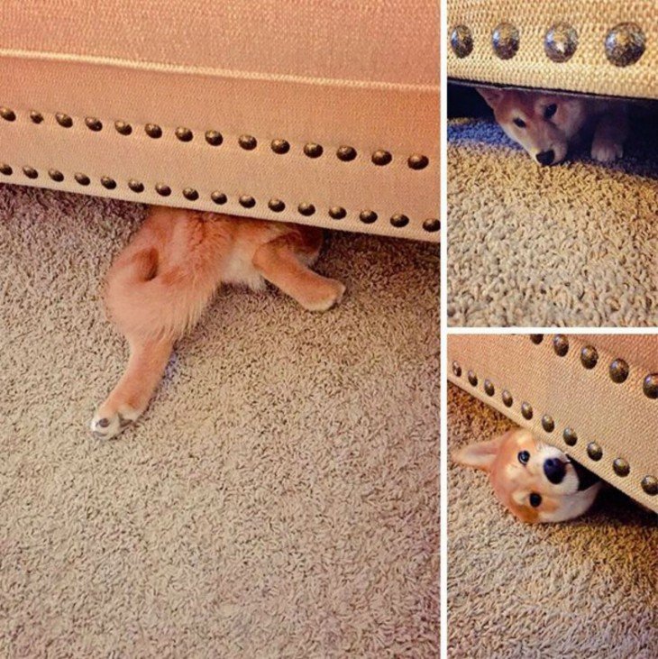 Dogs Who Suck At Hide-And-Seek