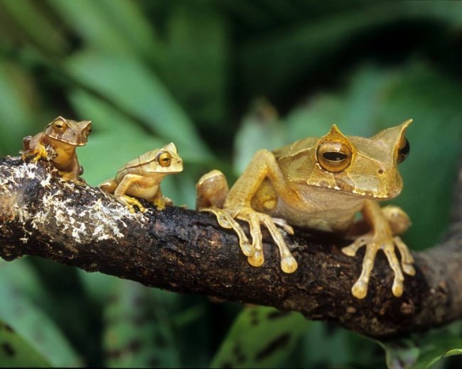 Frog Family 