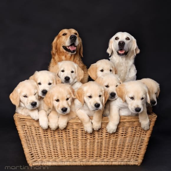 GOLDEN RETRIEVER FAMILY